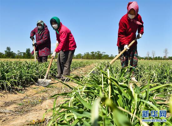  5月11日，農民在山西省大同市云州區西坪鎮唐家堡村邊的黃花菜地里除草。新華社發（柴婷 攝）